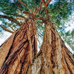 Wild Living Foods
